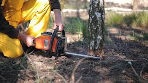 How Our Tree Care Process Works  in  Buckhead Ridge, FL