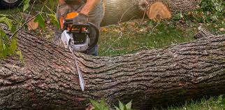 Best Lawn Maintenance Plans  in Buckhead Ridge, FL